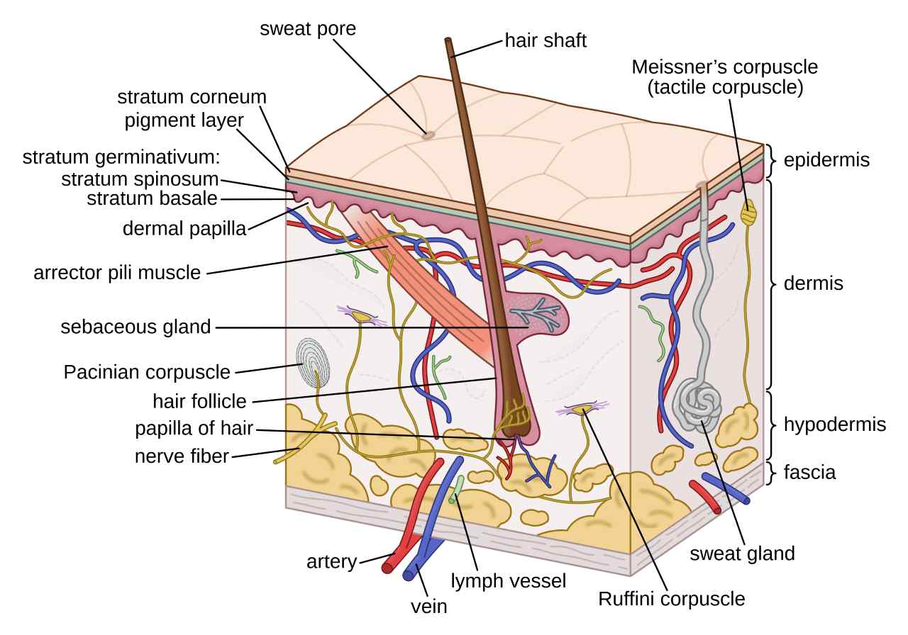 the bilayer structure of skin